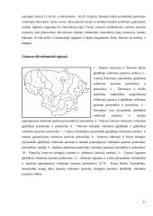 Dirvožemio racionalus panaudojimas ir gamtosauginės problemos 11 puslapis