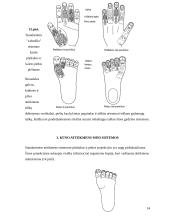 Gydymas Su Džok sistema 12 puslapis