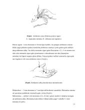 Gydymas Su Džok sistema 19 puslapis