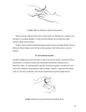 Gydymas Su Džok sistema 20 puslapis