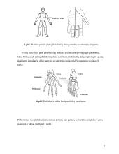 Gydymas Su Džok sistema 6 puslapis