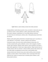 Gydymas Su Džok sistema 7 puslapis