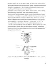 Gydymas Su Džok sistema 8 puslapis