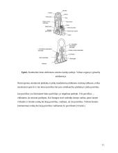 Gydymas Su Džok sistema 9 puslapis