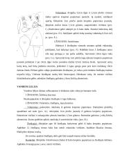 Krepinio popieriaus galimybės realizuojant kūrybinį sumanumą 17 puslapis