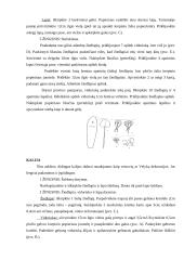 Krepinio popieriaus galimybės realizuojant kūrybinį sumanumą 18 puslapis