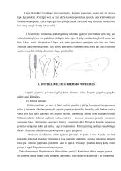 Krepinio popieriaus galimybės realizuojant kūrybinį sumanumą 19 puslapis