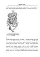 Paukščių imunitetas ir vakcinavimo būdai 4 puslapis