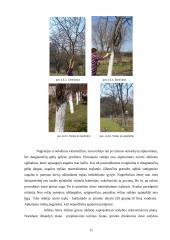 Praktikos ataskaita: apželdinimo paslaugos UAB "Irgita" 10 puslapis