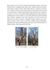 Praktikos ataskaita: apželdinimo paslaugos UAB "Irgita" 9 puslapis