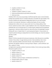 Praktinės veiklos ataskaita: Ilguvos pensionatas 7 puslapis