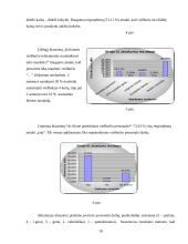 Marketingo planas: viešbutis "Apple Economy Hotel" 17 puslapis