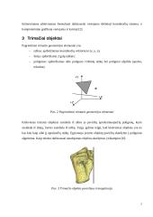 3D kompiuterinė grafika 7 puslapis
