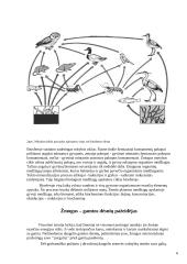 Biosfera ir evoliucija 6 puslapis