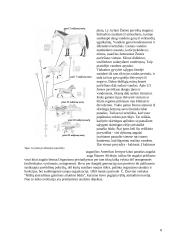 Biosfera ir evoliucija 8 puslapis