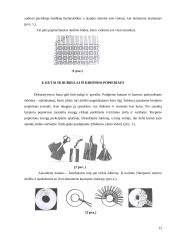 Mokytojas kūrybingos asmenybės menų kūrėjas, panaudojant krepinio popieriaus galimybes 12 puslapis