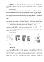 Mokytojas kūrybingos asmenybės menų kūrėjas, panaudojant krepinio popieriaus galimybes 10 puslapis