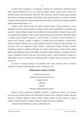 Ispanijos prieskoniai 8 puslapis