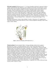 Pašarininkystė: šienainio gamyba 7 puslapis