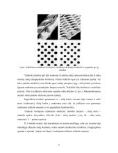 Trafaretinės spaudos mašinų konstrukcijų ypatumai 6 puslapis