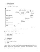 Projektų vadybos pagrindai 7 puslapis