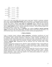 Interneto protokolai: portai 4 puslapis