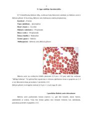 Šunų babeziozė 4 puslapis