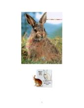 Niufaundlendo salos ekologiniai spąstai 5 puslapis