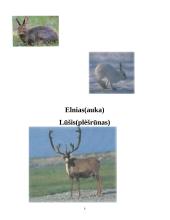 Niufaundlendo salos ekologiniai spąstai 6 puslapis