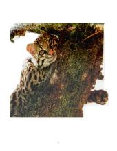 Niufaundlendo salos ekologiniai spąstai 7 puslapis