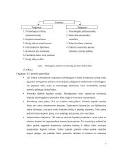 Tiesioginės užsienio investicijos 7 puslapis