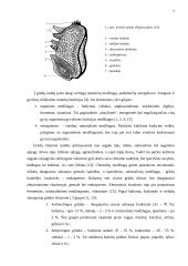 Tvarto rekonstrukcijos į grūdų sandėlį projektas 7 puslapis