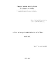 Valdžios ir galių pasiskirstymas organizacijoje