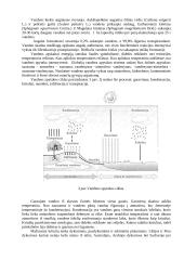 Dirvožemio biologija 6 puslapis