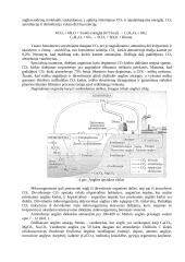 Dirvožemio biologija 8 puslapis