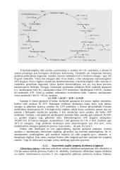 Dirvožemio biologija 10 puslapis