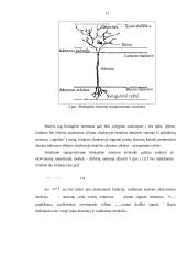 Dirbtinis intelektas ir jo taikymai 11 puslapis