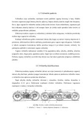 Elektrinio traukinio vežimėlio modernizavimas 7 puslapis