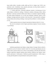 Granuliavimas. Granuliavimo reikšmė tablečių gamyboje 6 puslapis