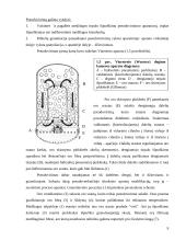 Granuliavimas. Granuliavimo reikšmė tablečių gamyboje 9 puslapis