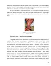 Įgimtos kūdikių šleivapėdystės etiopatogenezė, diagnostika ir gydymas Ponseti bei prancūzų funkciniu metodais 12 puslapis