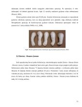 Įgimtos kūdikių šleivapėdystės etiopatogenezė, diagnostika ir gydymas Ponseti bei prancūzų funkciniu metodais 14 puslapis