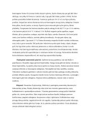 Kiaulių dizenterija 7 puslapis