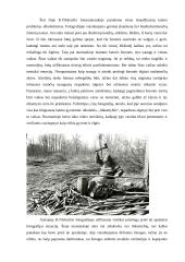 Fotografija- kas tai? 4 puslapis