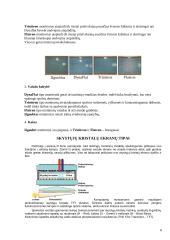 Displėjai (monitoriai) 6 puslapis