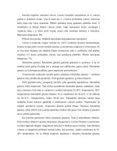 Konditerija 6 puslapis