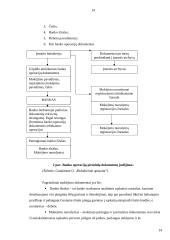 Pinigų ir piniginių operacijų apskaita 15 puslapis