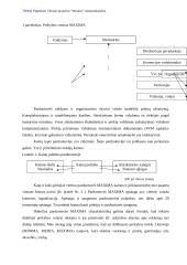 Reklamos analizė: prekybos centras "Maxima" 3 puslapis