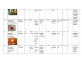 Vienmečių gėlių sortimentas 6 puslapis