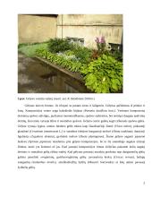 Gėlininkystes praktikos ataskaita KVK Technologijų fakultete 3 puslapis